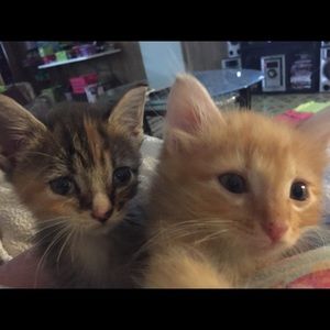 Meet your Posher, Christy